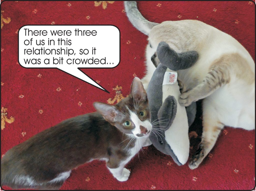 Cats' threesome