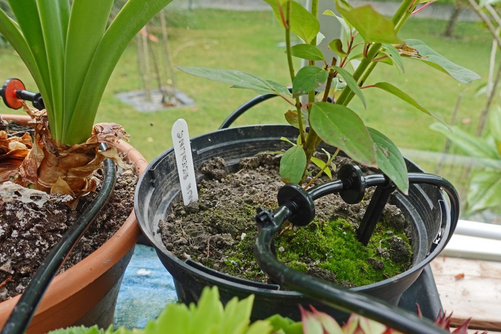 Drip type watering system