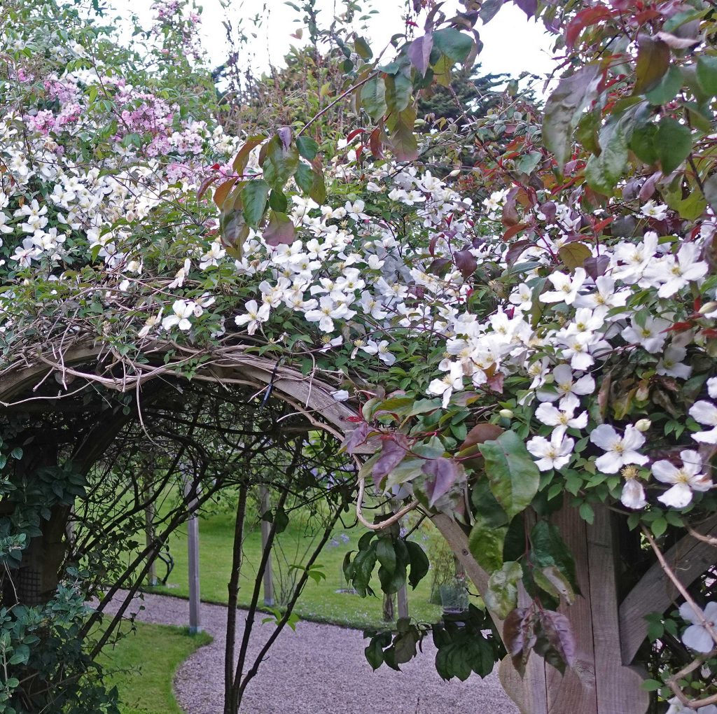 Arch supporting clematis in flower