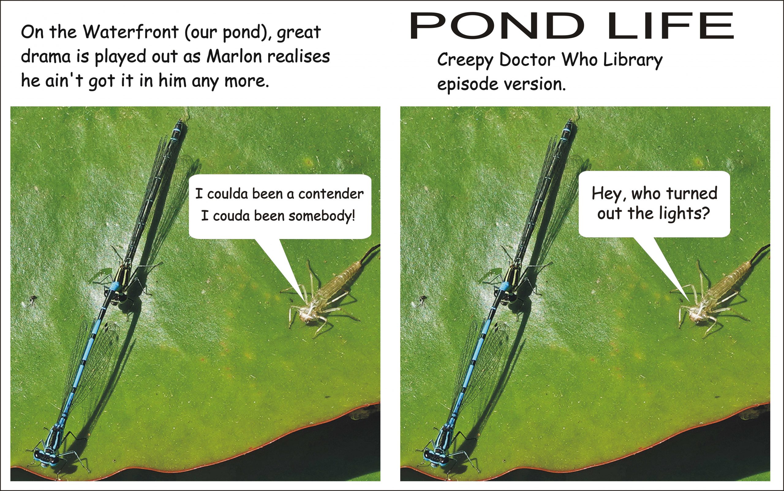 Pond life and death