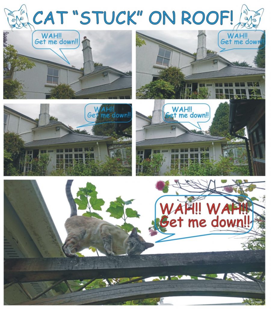 Cat "stuck" on roof